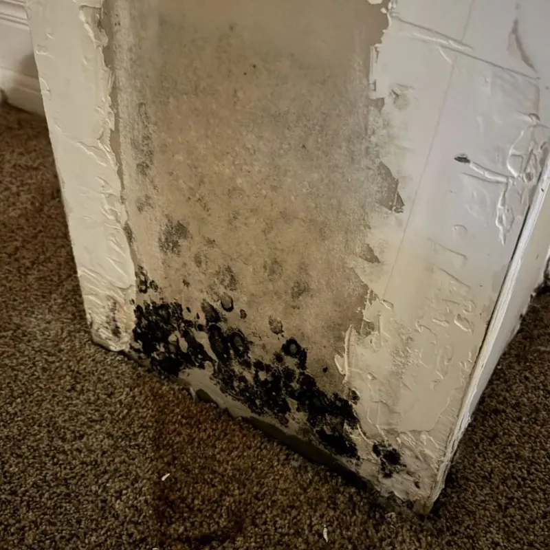 Professional Mold Removal in Twin Lakes, VA